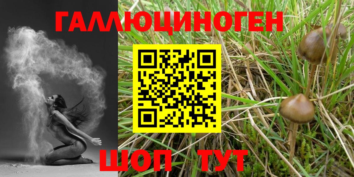Галлюциногенные грибы Psilocybine cubensis Лобня